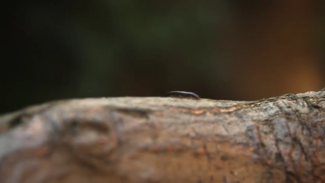 Video Reference N0: Close-up, Wood, Macro photography, Tree, Insect, Branch, Trunk, Wildlife, Pest