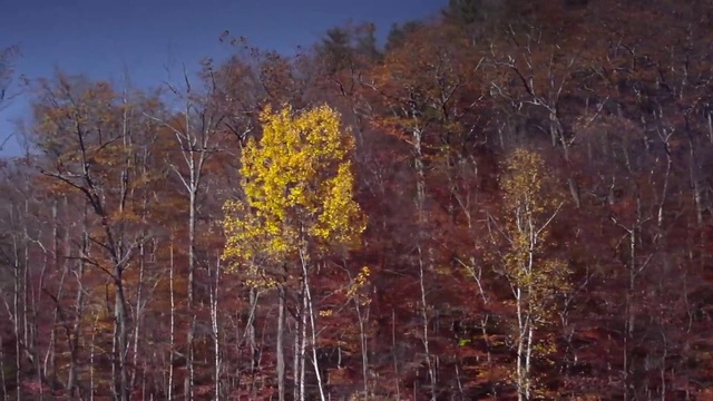 Video Reference N6: Tree, Nature, Leaf, American aspen, Birch, Northern hardwood forest, Vegetation, Deciduous, Temperate broadleaf and mixed forest, Woody plant