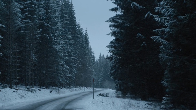 Video Reference N1: Snow, Winter, Tree, Black, Sky, Freezing, Atmospheric phenomenon, Forest, Natural environment, Spruce-fir forest