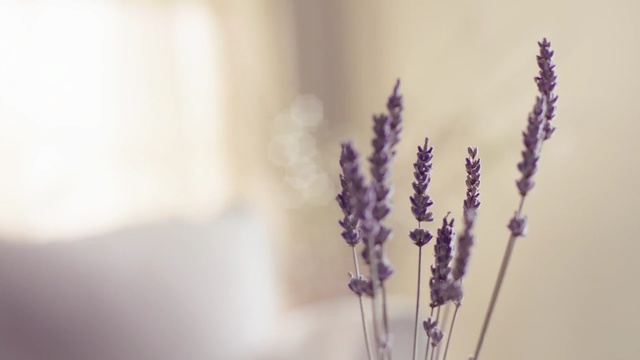 Video Reference N1: lavender, purple, flower, violet, close up, lavender, lilac, macro photography, plant stem, twig