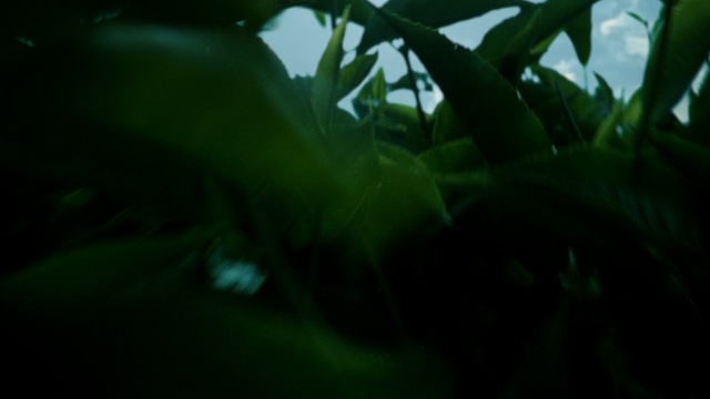 Video Reference N2: green, leaf, nature, black, vegetation, flora, close up, grass, light, darkness