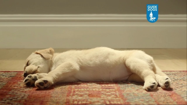 Video Reference N4: dog, labrador, home, floor, puppy, Person