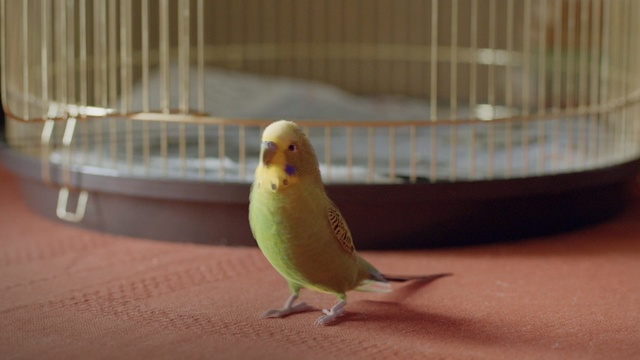 Video Reference N3: common pet parakeet, bird, parakeet, parrot, beak, fauna, lovebird, cage, perico, bird supply