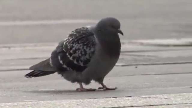 Video Reference N2: bird, pigeons and doves, beak, feather