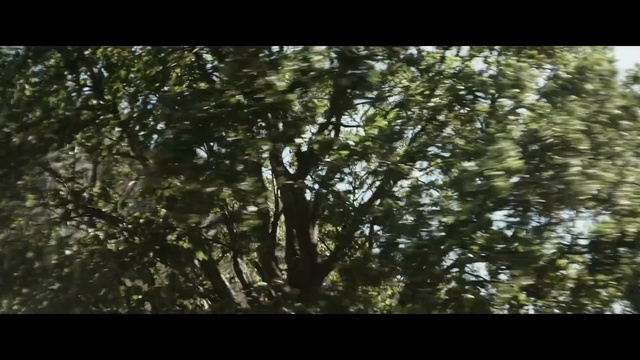 Video Reference N3: tree, vegetation, ecosystem, branch, nature, flora, leaf, woody plant, woodland, forest