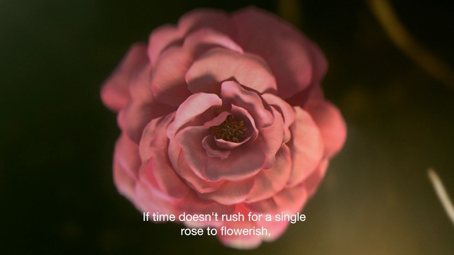 Video Reference N0: Flowering plant, Petal, Pink, Flower, Garden roses, Red, Floribunda, Rose, Plant, Rose family