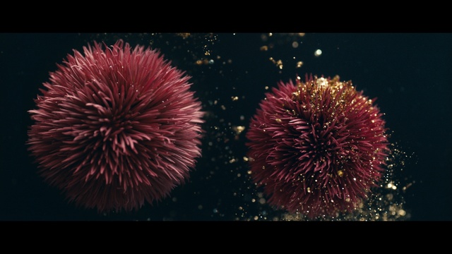 Video Reference N0: Fireworks, Midnight, Pink, Holiday, Organism, Sea urchin, New year, New Years Day, Event, Diwali