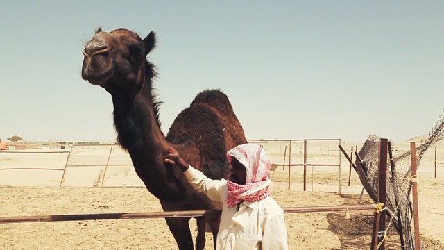 Video Reference N1: Camel, Camelid, Arabian camel, Adaptation, Landscape, Livestock, Smile, Neck, Happy, Fawn