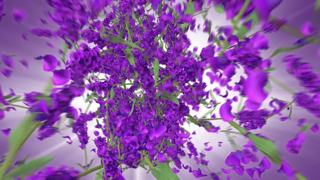 Video Reference N0: Lavender, Purple, Violet, Flower, Plant, Lilac, Flowering plant, Annual plant, Violet family, Magenta