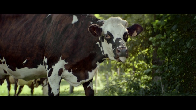 Video Reference N1: cattle like mammal, dairy cow, fauna, grass, grazing, horn, pasture, dairy, livestock, snout