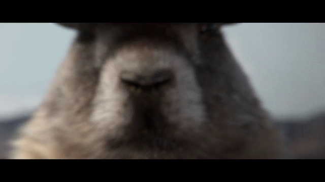 Video Reference N3: Mammal, Domestic rabbit, Nose, Snout, Rabbit, Rabbits and Hares, Eye, Fur, Whiskers, Ear