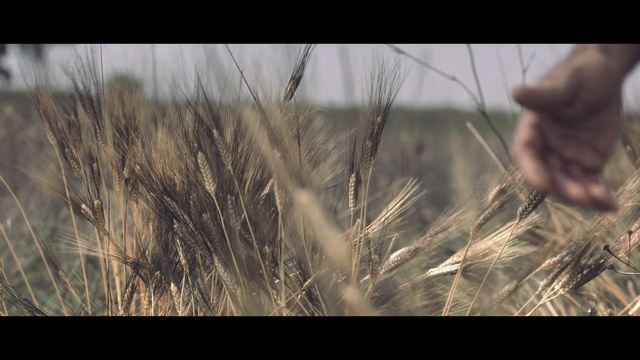 Video Reference N0: ecosystem, grass family, grass, wheat, crop, sky, food grain, sunlight, plant, prairie