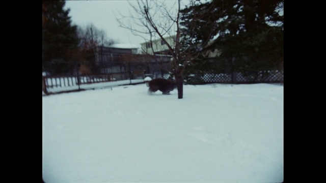 Video Reference N1: snow, winter, white, black, photograph, freezing, day, mode of transport, photography, winter storm, Person