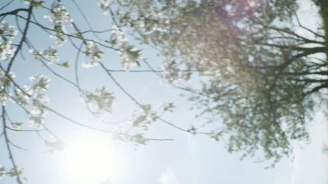 Video Reference N1: branch, blossom, nature, tree, sky, flora, flower, twig, leaf, cherry blossom