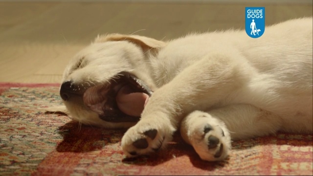 Video Reference N8: dog, labrador, home, floor, puppy, fur