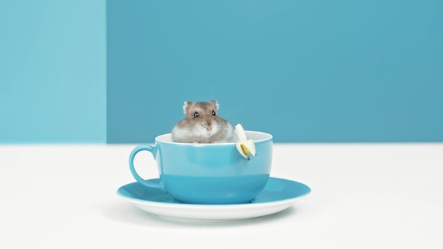 Video Reference N1: Cup, Teacup, Drinkware, Hamster, Blue, Gerbil, Tableware, Serveware, Muroidea, Rodent
