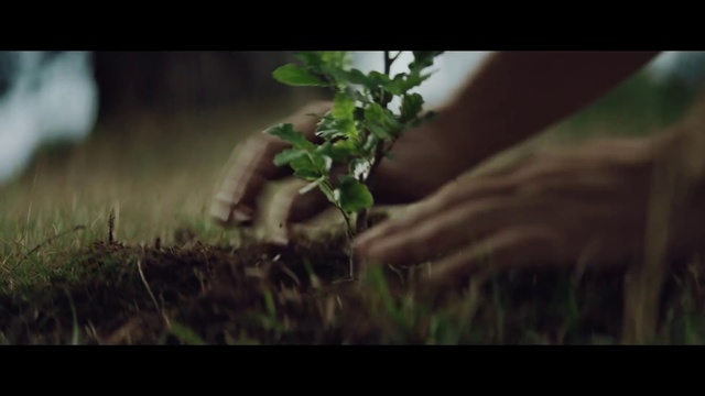 Video Reference N1: Nature, Leaf, Plant, Organism, Wildlife, Soil, Tree, Grass, Photography, Adaptation