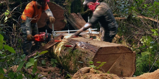 Video Reference N0: Chainsaw, Logging, Lumberjack, Tree, Tree stump, Woodland, Soil, Forest, Wood, Woodsman