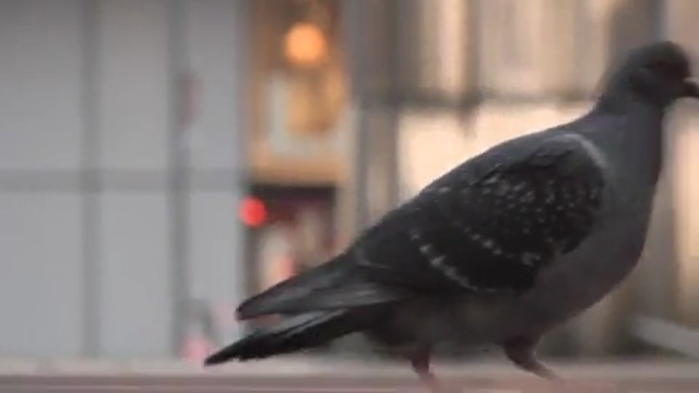 Video Reference N21: bird, beak, fauna, pigeons and doves, feather, wing