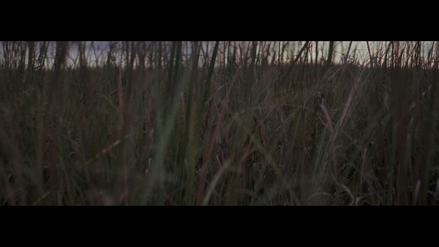 Video Reference N0: Nature, Black, Wildlife, Natural environment, Tree, Grass, Grassland, Grass, Plant, Leaf