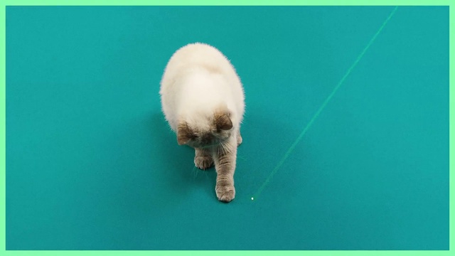 Video Reference N0: Green, Cat, Felidae, Organism, Adaptation, Small to medium-sized cats, Wildlife, Looking, Water, Sitting, White, Blue, Text, Animal, Carnivore, Mammal