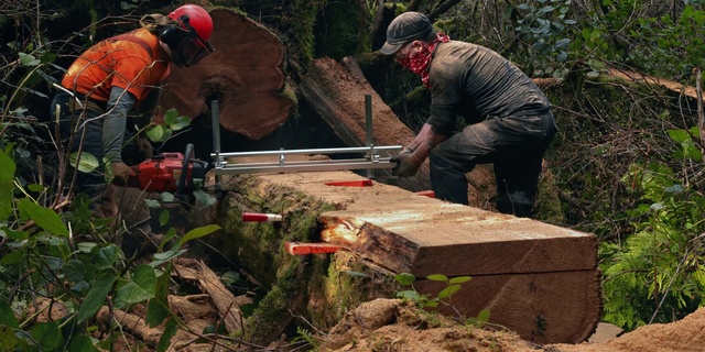 Video Reference N1: Chainsaw, Lumberjack, Soil, Tree, Logging, Forest, Crosscut saw