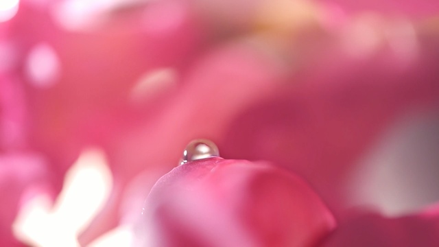 Video Reference N0: pink, drop, dew, macro photography, close up, water, flower, petal, moisture, magenta