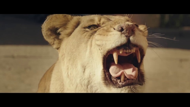 Video Reference N5: Mammal, Lion, Vertebrate, Wildlife, Roar, Felidae, Terrestrial animal, Facial expression, Snout, Whiskers