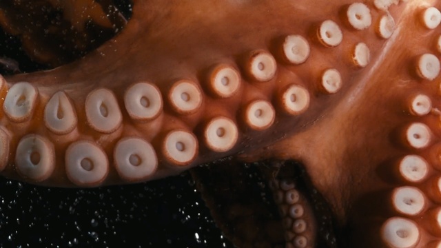 Video Reference N7: Octopus, Close-up, Brown, Organ, Mouth, Cephalopod, Jaw, Tooth, Macro photography, Person