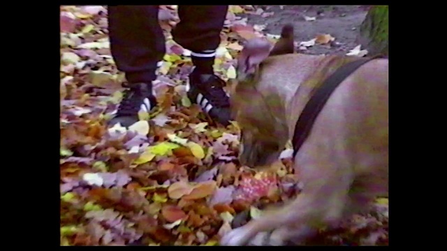 Video Reference N0: American pit bull terrier, Non-Sporting Group, Canidae
