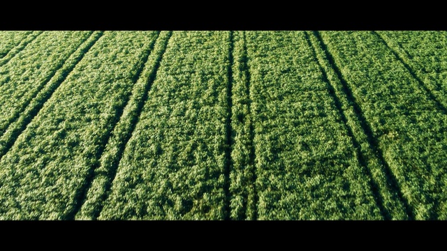 Video Reference N4: green, field, crop, agriculture, grass, vegetation, leaf, plantation, grass family, commodity
