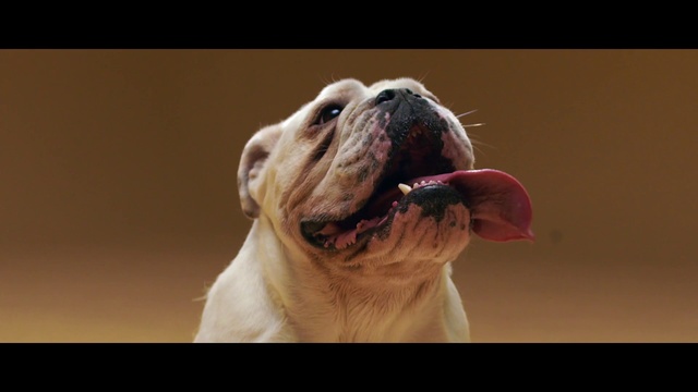 Video Reference N2: Mammal, Dog, Vertebrate, Dog breed, Canidae, Facial expression, Bulldog, Snout, Nose, Carnivore, Indoor, Looking, Sitting, Animal, Photo, Staring, Front, Brown, White, Camera, Face, Head, Standing, Hat, Television, Wearing, Yellow, Room, Large, Mirror, Pink, Puppy, Cute, Canine, Colored, Tan