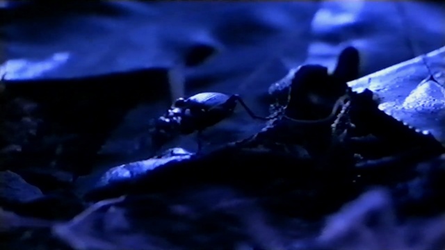 Video Reference N1: blue, darkness, organism, invertebrate, insect, electric blue, computer wallpaper, marine biology, macro photography, midnight