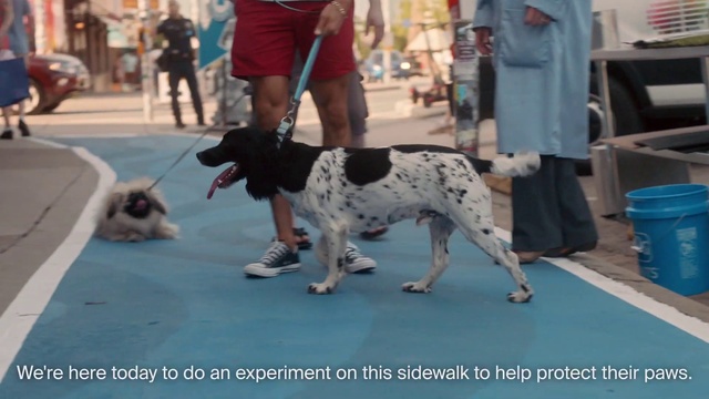 Video Reference N1: Dog, Mammal, Vertebrate, Dog breed, Canidae, Pointer, Carnivore, Sporting Group, Snout, Conformation show