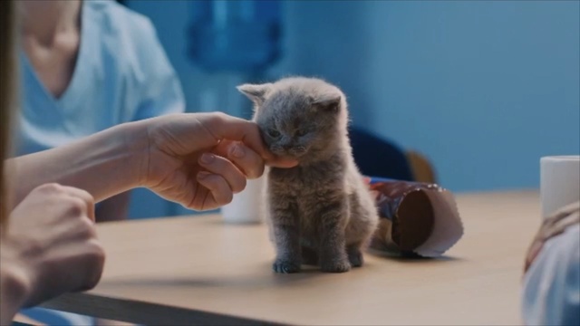 Video Reference N4: Cat, Mammal, Vertebrate, Small to medium-sized cats, Felidae, Russian blue, Chartreux, Carnivore, British shorthair, Kitten