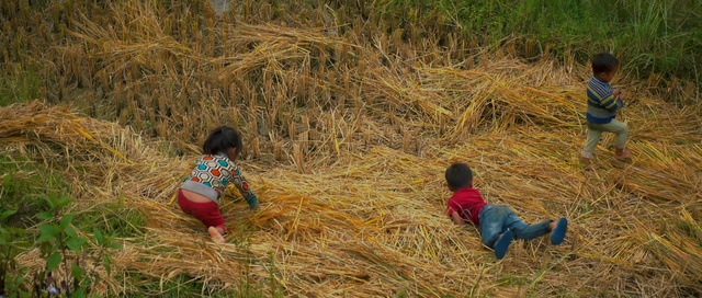 Video Reference N0: People in nature, Straw, Grass family, Agriculture, Hay, Adaptation, Play, Grass, Field, Crop