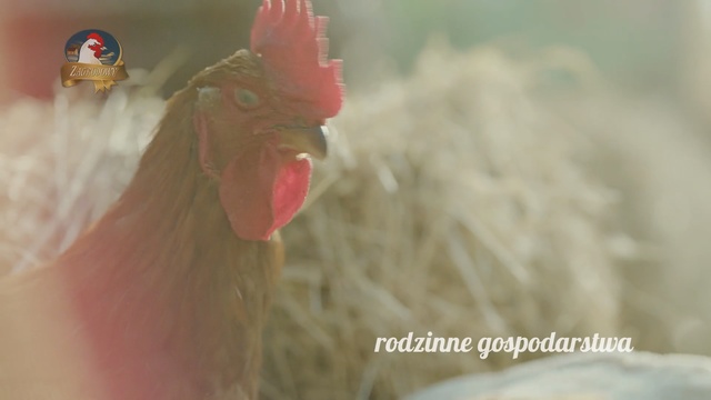 Video Reference N2: Chicken, Rooster, Galliformes, Livestock, Poultry, Bird, Phasianidae, Beak, Comb, Feather