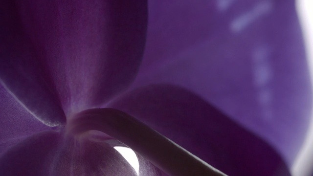 Video Reference N2: Violet, Purple, Blue, Petal, Lilac, Flower, Pink, Close-up, Light, Plant