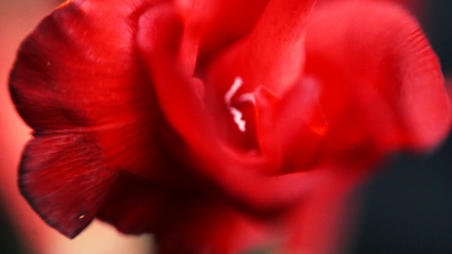 Video Reference N0: red, flower, garden roses, rose family, rose, close up, flora, petal, macro photography, flowering plant