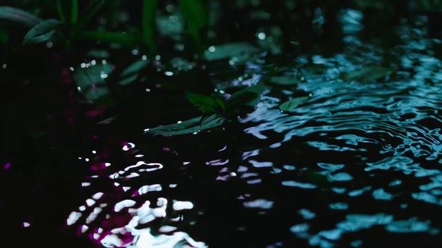 Video Reference N0: Water, Green, Nature, Water resources, Vegetation, Organism, Leaf, Turquoise, Reflection, Plant