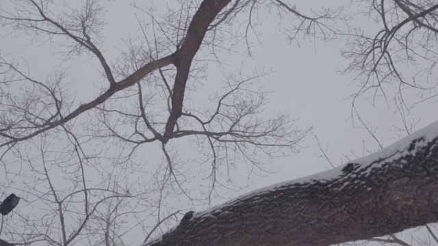 Video Reference N2: branch, tree, sky, woody plant, winter, snow, freezing, frost, blizzard, twig
