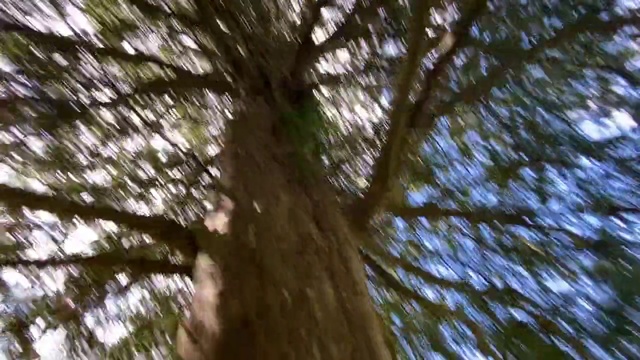 Video Reference N3: Tree, Nature, Trunk, Woody plant, Plant, Branch, Natural environment, Forest, Sunlight, Old-growth forest