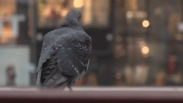Video Reference N12: beak, bird, fauna, pigeons and doves, feather