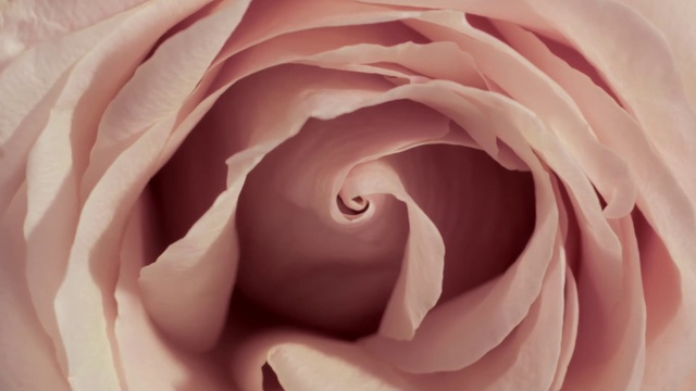 Video Reference N0: Garden roses, Pink, Petal, Rose, Flower, Floribunda, Close-up, Rose family, Hybrid tea rose, Plant