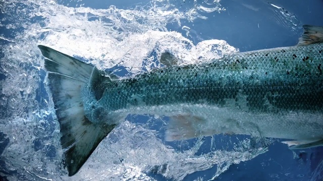 Video Reference N2: Water, Atlantic blue marlin, Fish, Fish