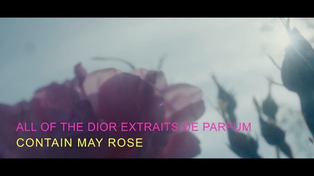 Video Reference N0: purple, text, violet, atmosphere, morning, petal, sky, close up, flower, font, Person