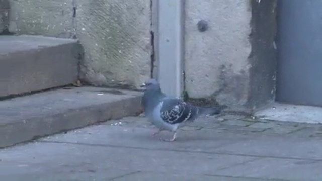 Video Reference N4: pigeons and doves, bird, vertebrate, beak, asphalt, road surface