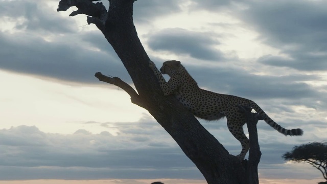 Video Reference N13: Sky, Tree, Cloud, Wildlife, Branch, Felidae, Big cats, Silhouette, Leopard, Plant
