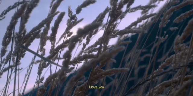 Video Reference N0: Grass, Grass, Plant, Sky, Tree, Screenshot, Phragmites, Poales, Seaweed, Wheat, Person