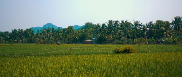 Video Reference N0: Field, Nature, Agriculture, Paddy field, Grassland, Plain, Crop, Farm, Natural landscape, Rural area